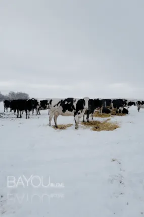 result: How to Find Snow Cows in Your Area and Witness this Amazing Phenomenon